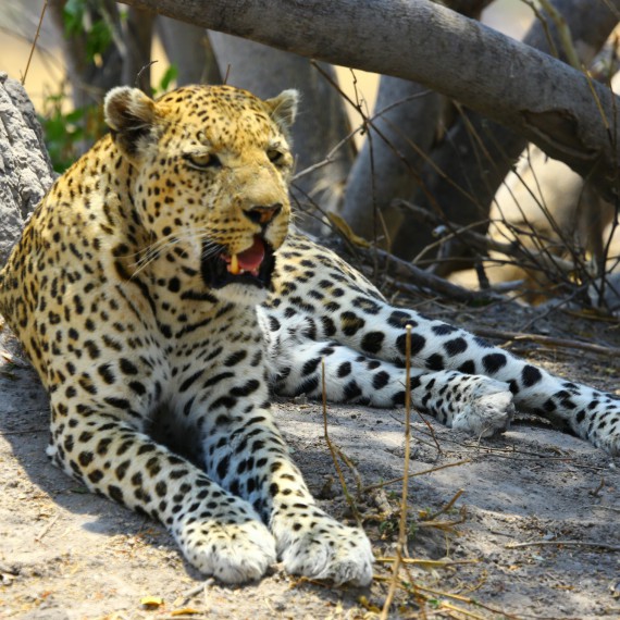 Gepardi se tu vyskytují opravdu ve velkém množství