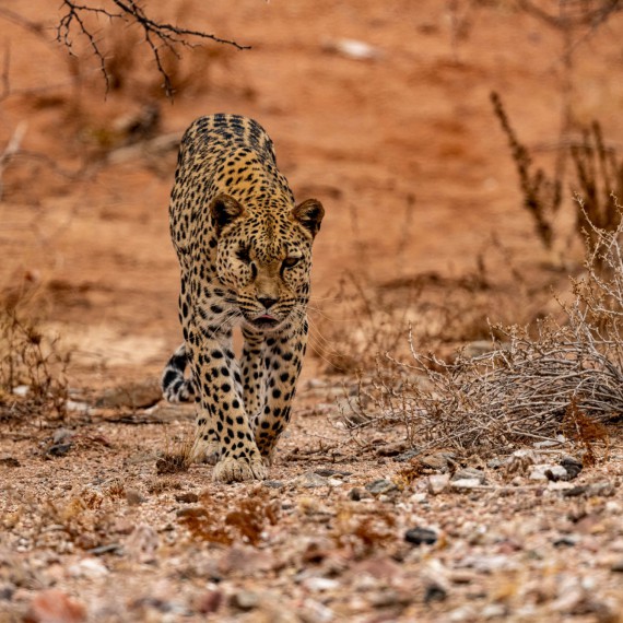 Leopard v Matobo