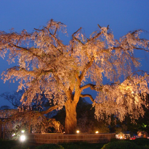 Sakury mají své kouzlo i ve tmě