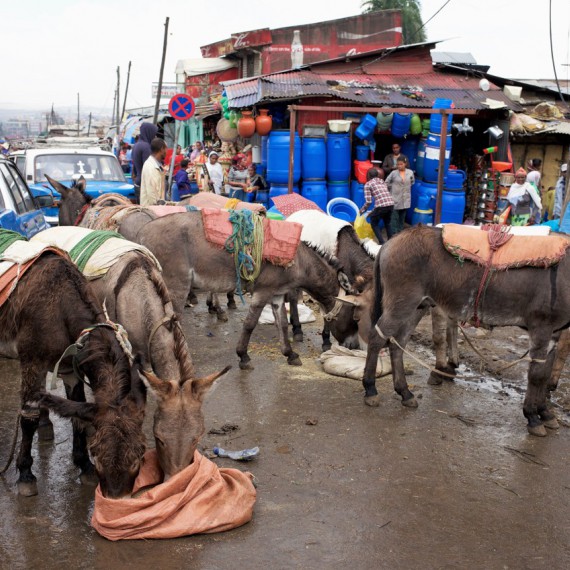 Oslík jako hlavní dopravní prostředek