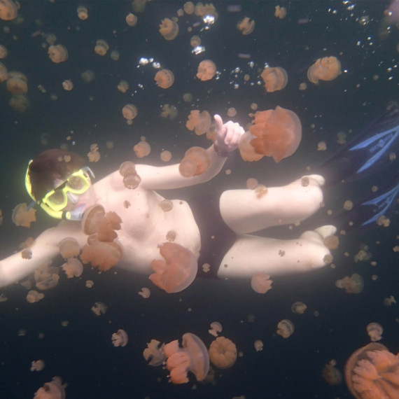 Plavání v jezírku s medúzami, které neprhlí.