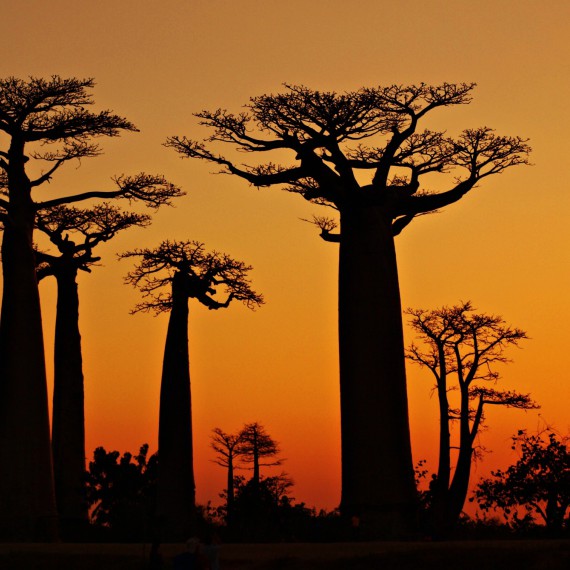 Typické madagaskarské baobaby