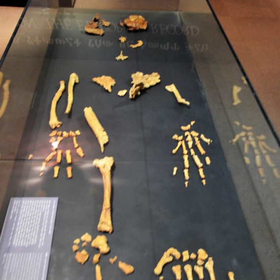 Pozůstatky Lucy, asi nejznámějšího předka moderního člověka se nachází v depozitáři Národního muzea