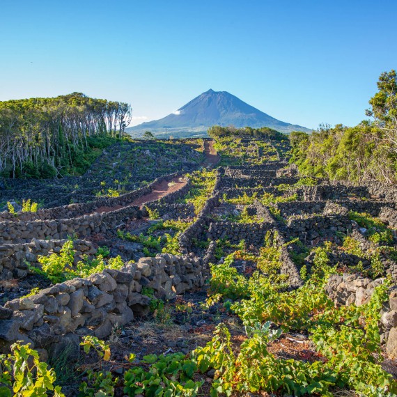 Extrémní vitikultura na ostrově Pico je od roku 2004 na seznamu UNESCO