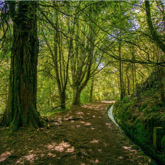 Největší vavřínový prales světa 