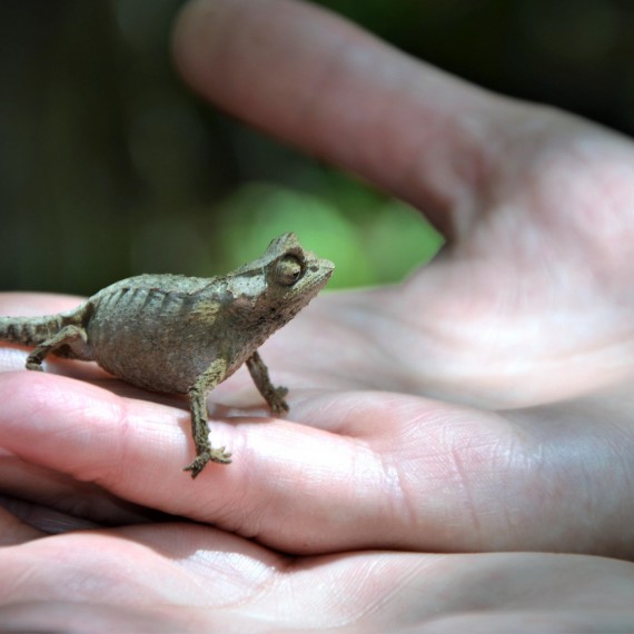 Ve vesničce Anja narazíte i na nejmenšího chameleona