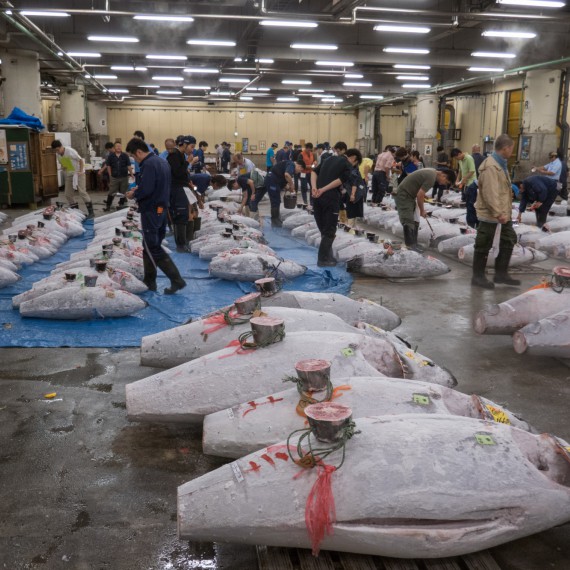 S CK SEN se dostanete na největší rybí trh světa