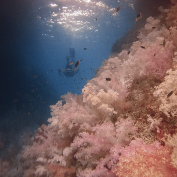 Palau je ráj pro potápěče, podmořský svět je zde překrásný.