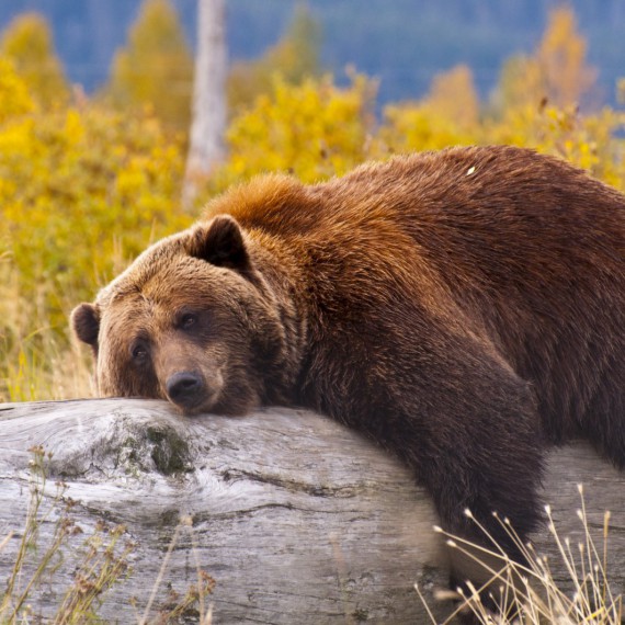 Medvěd hnědý grizly v Kanadě 