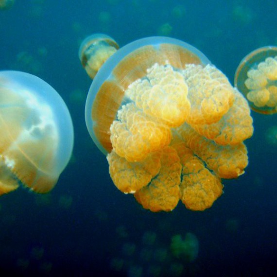 Palau patří mezi nejkrásnější místa pro potápění i šnorchlování na světě 