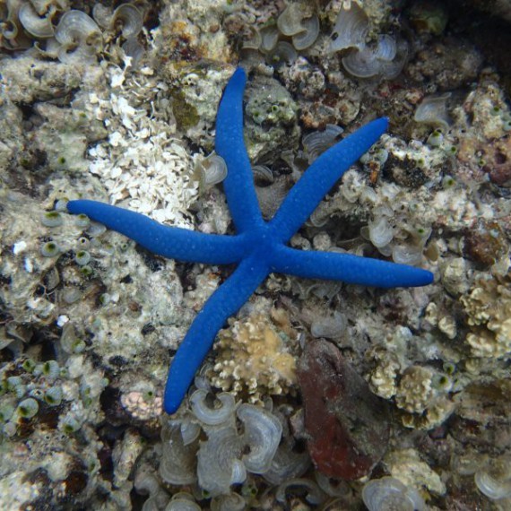 I tyto unikáty objevíme na dně moře 