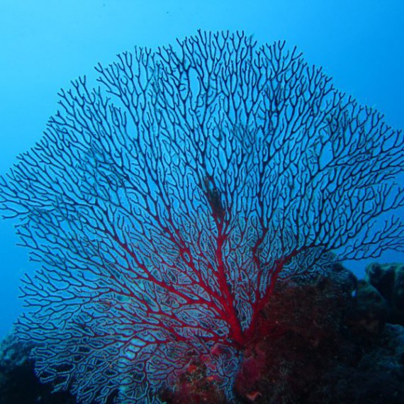 Objevíme podmořský svět Palau 