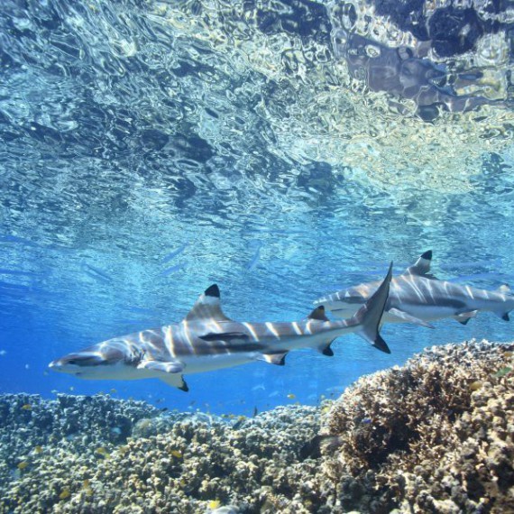 Podmořský ráj na Palau 