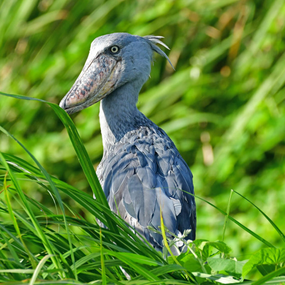 Člunozubec je jedinečný pták, kterého lze spatřit pouze v Africe.