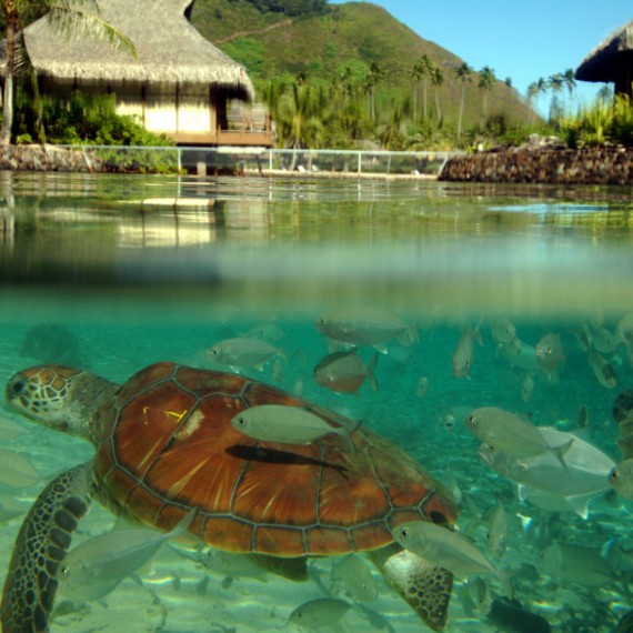 Mořské želvy se stanou vašimi novými společníky 