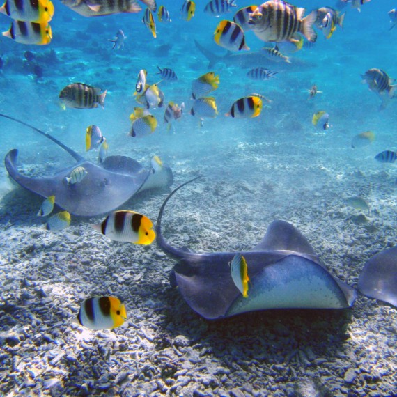 Výlet za mantami a žraloky