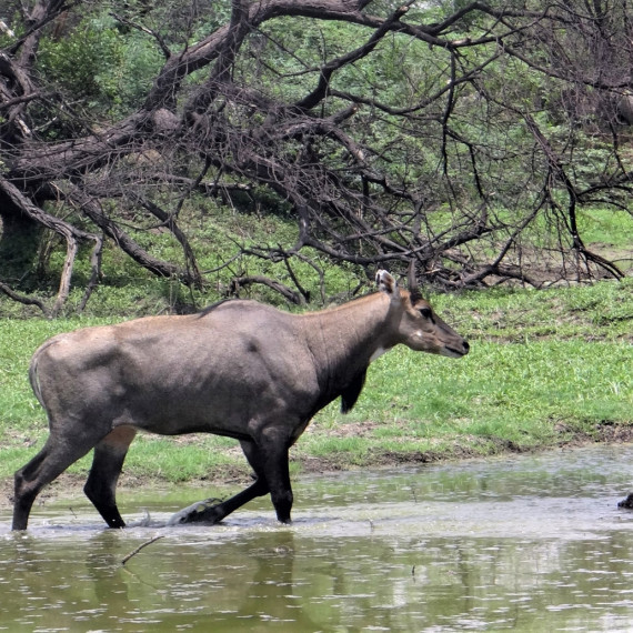Nilgau pestrý je najväčšia ázijská antilopa. Samce merajú 150cm v kohútiku a vážia do 300kg.