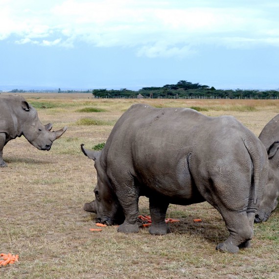 Nosorožci v Ol Pejeta