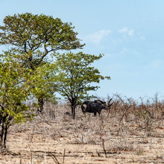 Nosorožec v západní části parku Matobo 