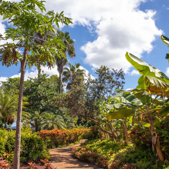 Kromě krásných pláží vás Havaj ohromí tropickou přírodou 