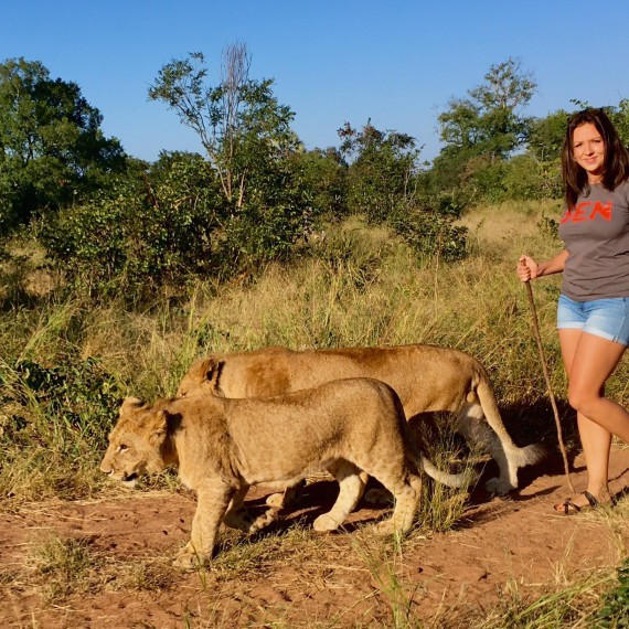 Africké Safari je plné lvů