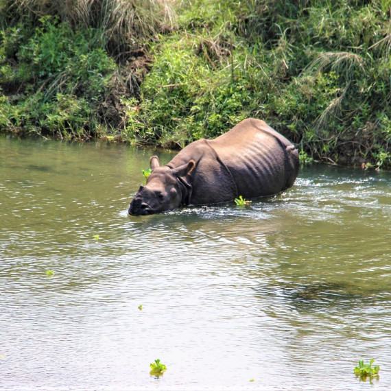 Rádi se ve vodě chladí a zbavují se dotěrného hmyzu bahnovými