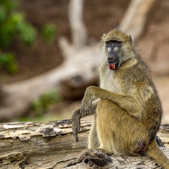Pavián v Zimbabwe 