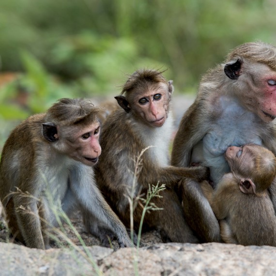 Na Bali budete potkávat roztomilé opičky