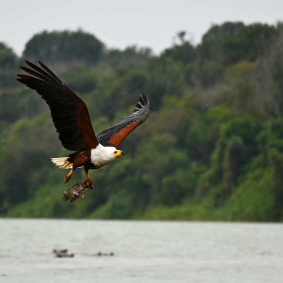 Africký orel jasnohlasý je jedním z nejznámějších dravých ptáků Afriky.