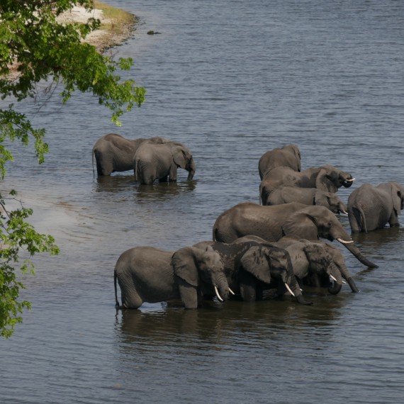 U afrických řek uvidíte stáda slonů
