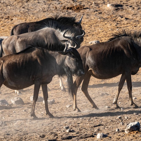 Pakoni jsou v NP Matobo vzácností 