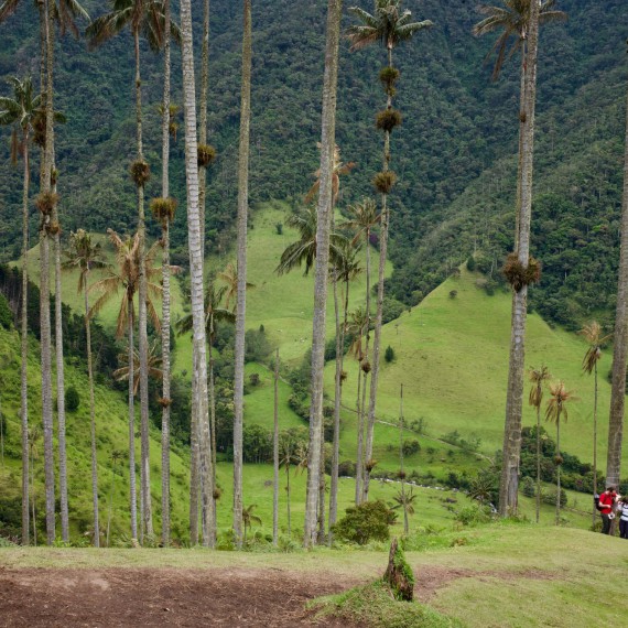 Nejvyšší palmy světa 