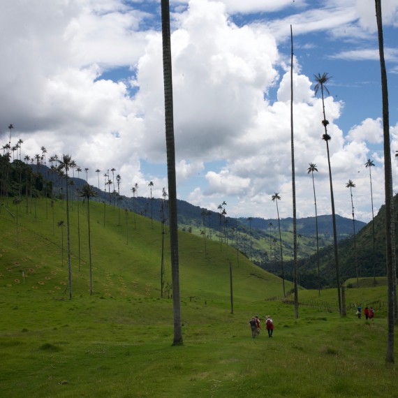 Tyto palmy jsou 2 -3 x vyšší než palmy, kdekoliv jinde