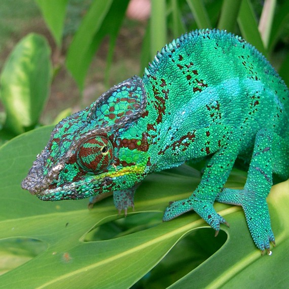 Při troše štěstí narazíte i na chameleony