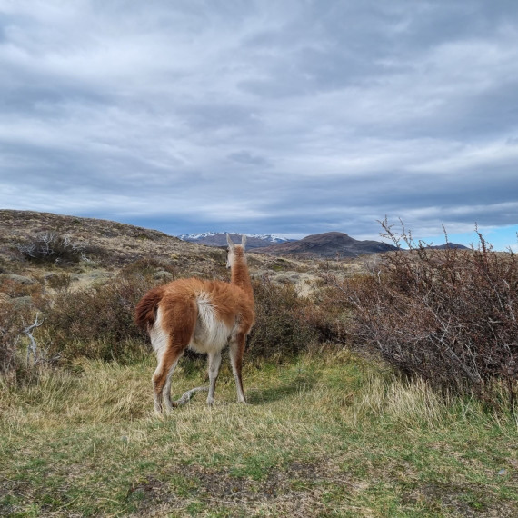 Volný den v El Calafate klienti využijí na fakulativní aktivity, každý má jiné zájmy, průvodce vám poradí.
