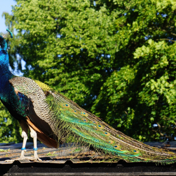 Páv korunkatý je národní pták Indie. Vyskytuje se téměř v celé subtropické a tropické části až po Srí Lanku.