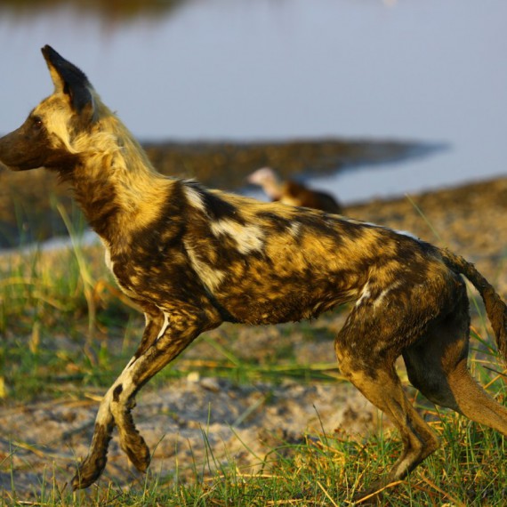 Pes hyenovitý, jedna z nejohroženějších šelem světa   