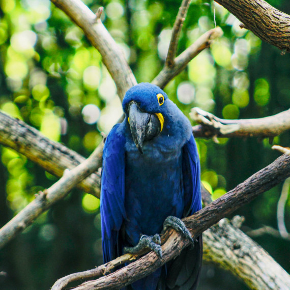 Žije zde Ara hyacintová, nejdelší papoušek na světě.