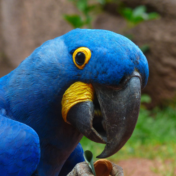 Ara hyacintová, nejdelší papoušek na světě a jen pro zajímavost Kakapo sovovitý z Nového Zélandu je zase váhově největší papoušek na světě.
