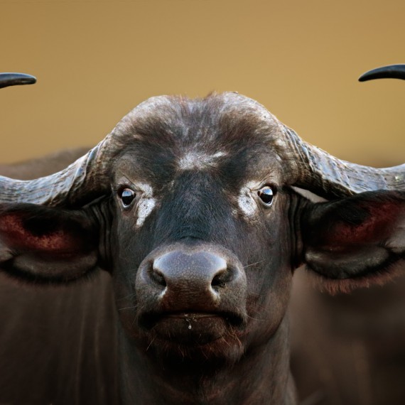 Uvidíte zblízka buvoli africké