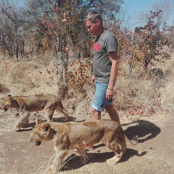 Afrika je domovem lvů