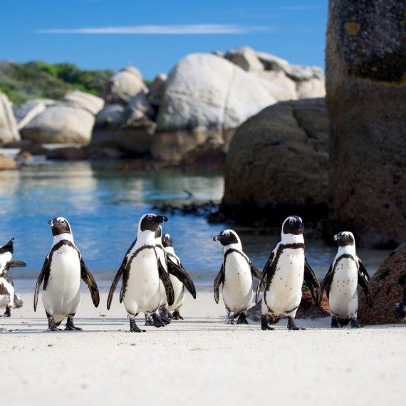 Simons Town - kolonie tučňáků v národní parku Boulders