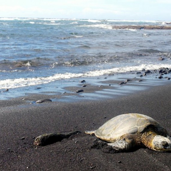 Budeme pozorovat karety obrovské
