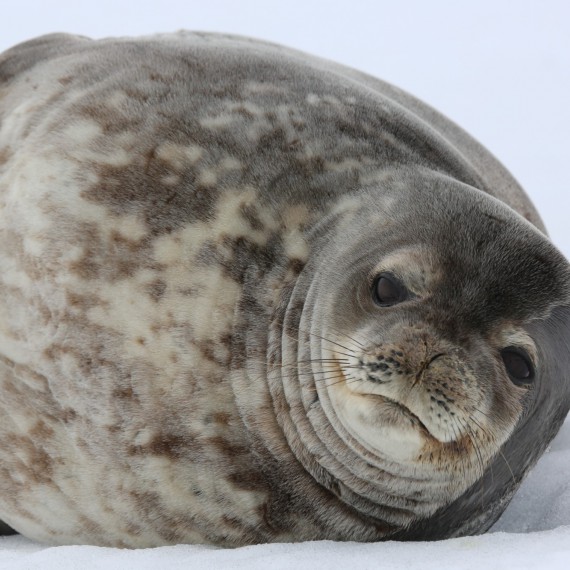 Tuleni vám ležérně zapózují 