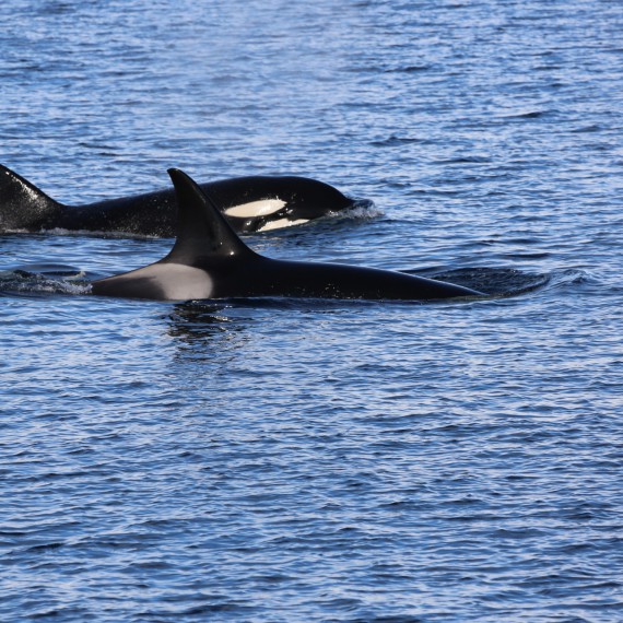 Setkání s velrybami 