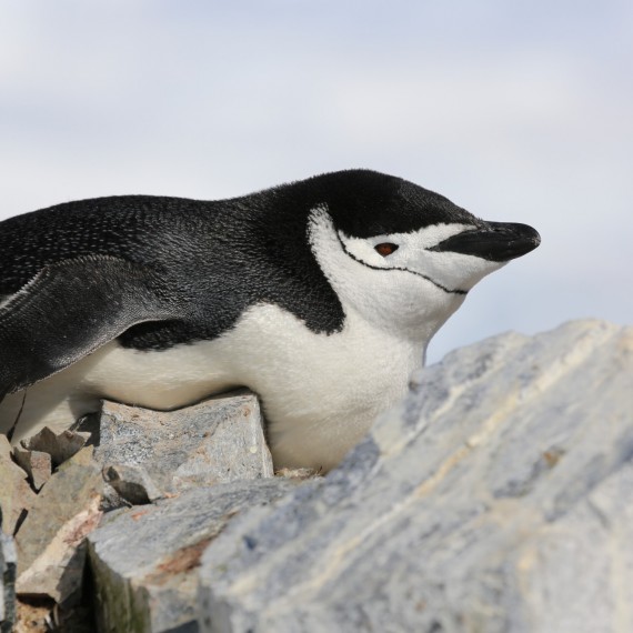 Antarktida je fotografický ráj 