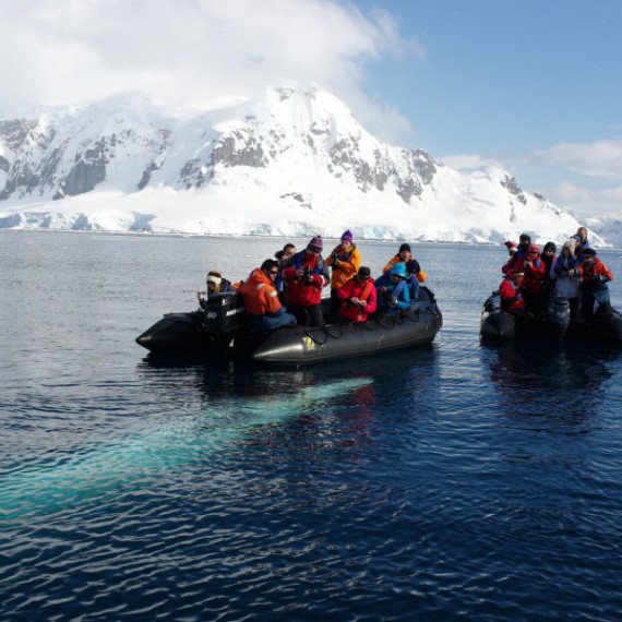 Velryba plave pod naším zodiakem 