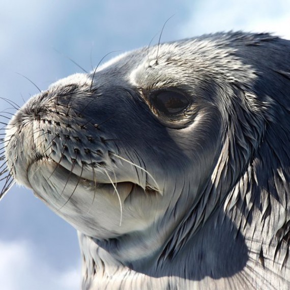 Setkání se zvířaty ve volné přírodě 