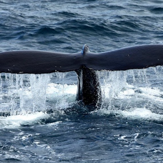 Pozorování velryb zblízka