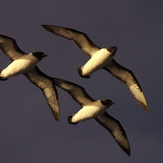 Život na Antarktidě je pestrý 